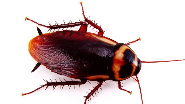 Cockroaches Control in Nairobi Kenya