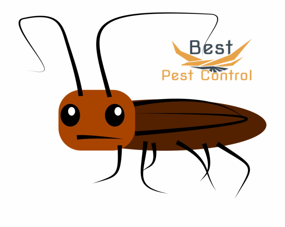 Unique fumigation services for all types of cockroaches control in Nairobi